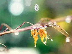 2021白露节气给客户的问候语_白露节气到的早安问候语