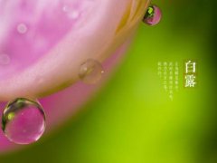 白露节气短信暖心问候语_白露节气的经典祝福说说