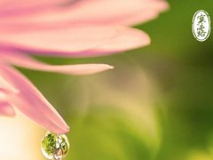 2020寒露节气祝福语_关于寒露的短信祝福语