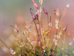2020寒露短信祝福语_寒露时节的微信祝福语