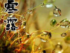 今日寒露的祝福语_寒露节气问候关心短信