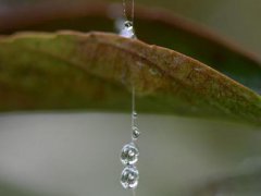 寒露对顾客祝福语_关于寒露节气的问候祝福短信