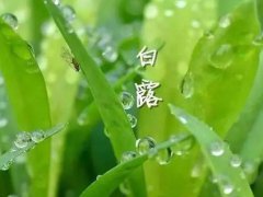 关于白露节气的祝福语_今曰白露短信祝福语_白露时节祝福语