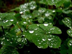关于下秋雨的说说_窗外秋雨下的朋友圈心情说说