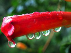 描写秋雨的句子优美段落_关于秋雨中行走的句子
