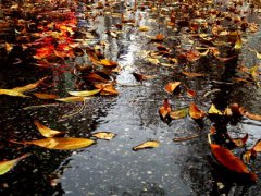 描写秋雨绵绵的唯美句子_描写秋雨的作文句子素材