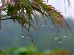 描写秋雨的句子有哪些_窗外下着秋雨的心情说说句子
