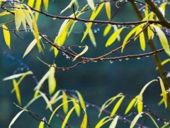 描写2020秋雨的优美语段_描写秋雨的优美段落摘抄