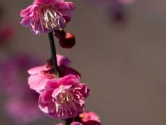 三月你好早安心语_三月你好朋友圈心情语录句子