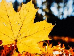 秋天早安图片祝福语_微信早安秋天温馨祝福唯美句子