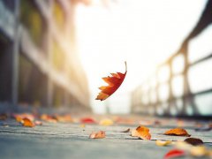 2020秋天早安问候语_天凉了注意保暖的短信问候早安
