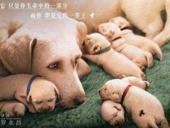 电影《小Q》观后感说说催泪_终极陪伴告白