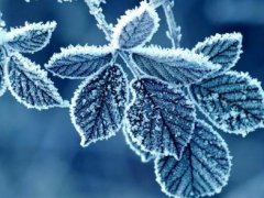 2020霜降节气问候祝福语_霜降之后注意保暖的问候说说